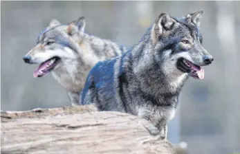 ?? FOTO: DPA ?? Allein in Niedersach­sen gibt es 20 Wolfsrudel.