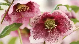  ??  ?? PRETTY IN PINK: Hellebores make ground cover in dappled shade