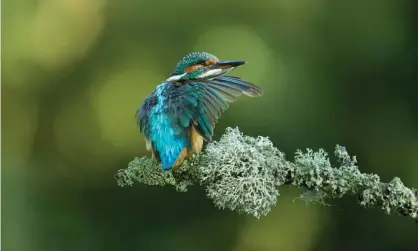  ?? Photograph: Alamy ?? ▲ ‘Holiday outings to watch dragonflie­s, kingfisher­s or seals, or be surrounded by trees that are coming into leaf, could help us to focus on what matters.’