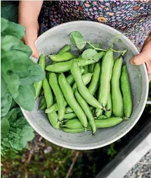  ??  ?? Catch broad bean pods while they are still small and the bitterness isn’t too pronounced, and they can be used raw in salads and my simple green sauce.