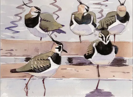  ??  ?? Lapwings, Abberton, watercolou­r on Fabriano Not, 140lb (300gsm), 8¼311¾in (21330cm).
Lapwings are a favourite of mine with their bold markings and wispy crests, along with the fact that they regularly roost in flocks and allow prolonged study