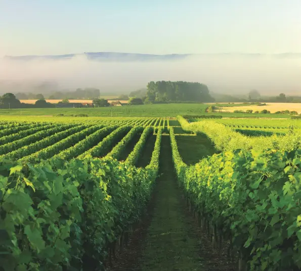  ??  ?? Above: Nyetimber uses only estate-grown grapes for its wines