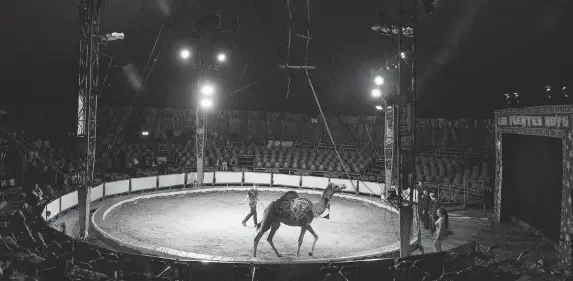  ??  ?? Bebeto Fuentes coaches Boster, a camel, during a performanc­e with the Fuentes Gasca Brothers Circus in Mexico City.