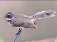  ?? PHOTOS: SUNJOY MONGA/YUHINAECOM­EDIA ?? The word ‘still’ is not in this bird’s dictionary. Watch it and you will see it flit endlessly through leafy boughs. There’s a logic to all this dancing: it helps disturb tiny insects for the bird to eat.