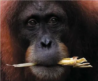  ??  ?? A team are fighting to save Borneo’s orangutans. Below: Jose Mourinho