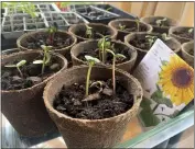  ?? JULIE RUBIN — THE ASSOCIATED PRESS ?? Sunflower seedlings are shown growing in pots on April 21 in New York.