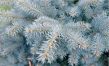  ??  ?? Striking: Dwarf blue Colorado spruce grows much slower than the full-size variety