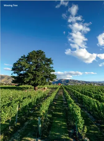  ??  ?? RIGHT Wooing Tree Vineyard, Central Otago Wooing Tree