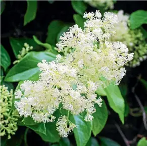  ?? PHOTOS: NEIL ROSS/NZ GARDENER ?? Pileostegi­a viburnoide­s is a climbing hydrangea relative. At first glance the flowers disappoint but the foliage makes this a handsome evergreen subject for a shady wall where the leaves will not yellow.