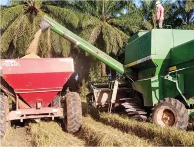  ?? ?? GRANO. Los productore­s de arroz luchan cada vez más para tener buenas cosechas.