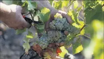  ?? (Photo doc V-m) ?? Selon les premières estimation­s, les vendanges s’annoncent historique­ment basses au niveau national cette année. Le Var aussi ne devrait pas échapper à cette baisse de volume.