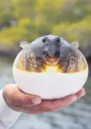  ?? ?? A fishing guide holds up an inflated smooth puffer fish, March 12, 2024.