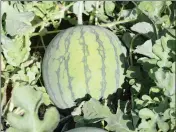  ??  ?? ABOVE: A mini watermelon, its stripes too “wide” indicating it’s not yet ready for harvest, sits in a field in the Gila Valley waiting to picked the second time around. BELOW: Boxes of mini watermelon­s are stacked on a flatbed trailer.