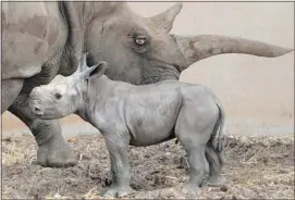  ?? Baz Ratner, Reuters ?? Tanda, a white rhinoceros, stands next to her one-day old calf at the Ramat Gan Safari near Tel Aviv on Saturday. There are fewer than 10,000 white rhinos worldwide.