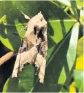  ??  ?? The exquisite Gold Spot moth, right, and the Angle Shades, above, with wings rolled up to roost