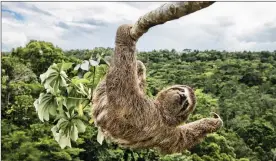  ?? Picture: Luciano Candisani ?? HANG IN THERE: Luciano Candisani had to climb a cecropia tree in the protected Atlantic rainforest of southern Bahia, Brazil, to take an eye-level shot of this three-toed sloth. Sloths like to feed on the leaves so are often seen high in the canopy.