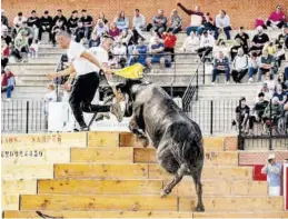  ?? ?? Los animales de La Paloma dieron muy buen juego ayer en el concurso.