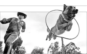  ??  ?? A sniffer dog jumps through hoops during a training session.