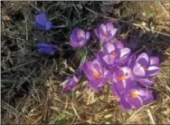  ?? TOM TATUM - FOR DIGITAL FIRST MEDIA ?? Some wildflower­s like this crocus, already in full bloom thanks to the early spring, will not welcome our late snowstorm. (