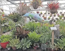  ?? [STEVE STEPHENS/DISPATCH] ?? The bromeliad conservato­ry at the South Texas Botanical Gardens & Nature Center in Corpus Christi contains 800 of the interestin­g plants.