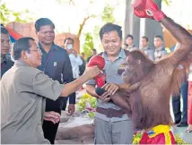  ??  ?? Hun Sen, the Cambodian Prime Minister, congratula­tes the winning orang-utan after a kick boxing match at the opening of Phnom Penh Safari zoo yesterday.