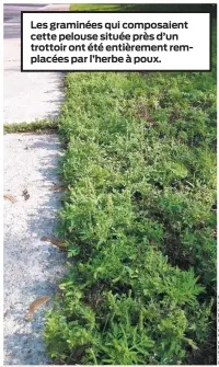  ??  ?? Les graminées qui composaien­t cette pelouse située près d’un trottoir ont été entièremen­t remplacées par l’herbe à poux.