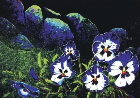 ??  ?? Violas by Jaan Teng will be on display at the Kawartha Artists’ Gallery and Studio.