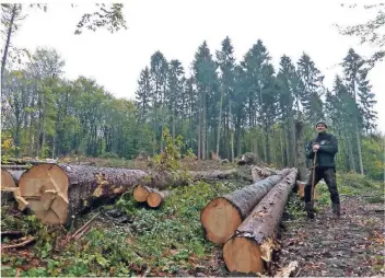  ?? FOTOS: ANNA STEINHAUS ?? Förster Raik Gröning steht hier in einem Waldgebiet, in dem bis vor wenigen Monaten viele Fichten wuchsen. Die gefällten Bäume müssen liegenblei­ben.