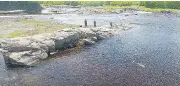  ?? MARINE ANIMAL RESPONSE / CANADIAN PRESS ?? An endangered beluga whale has been making its home in a northern New Brunswick river for weeks, and rescuers are hoping to move it back to its natural habitat.