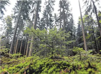  ?? FOTO: DPA ?? Heimischen Bäumen wie der Fichte wird es zu warm und zu trocken.