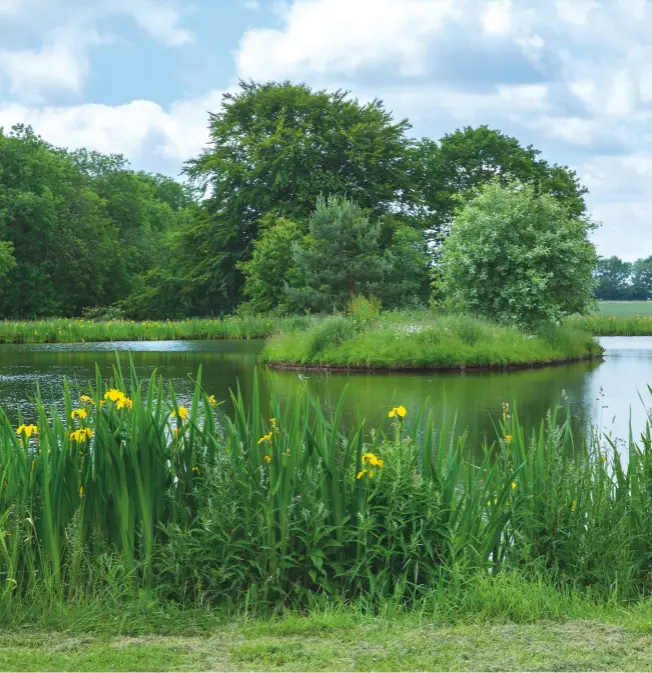  ??  ?? Water world: Iris pseudacoru­s fringes the lake, which was created 25 years ago and contains a sheltering island