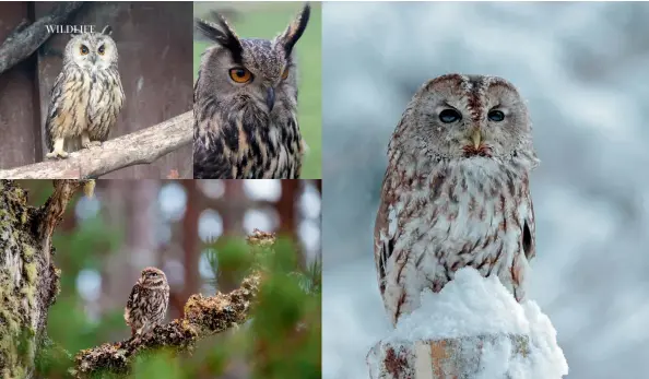  ??  ?? Clockwise from above: The little owl is known for its gorgeously grouchy expression; this long-eared owl reached national news when he fell in Glasgow; long-eared owl, Asio otus; a majestic tawny owl in snowfall; Snedge, one of St Kilda’s two known snowy owls; barn owl takes flight.