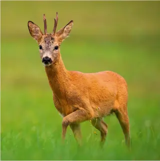  ?? ?? Despite suboptimal conditions, the party encountere­d two roebucks during their morning stalk