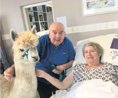  ??  ?? Helen Hancox meets Cosmo the alpaca with her husband Colin