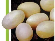  ?? ?? The first hard-shelled eggs were around 280 million years before chickens evolved