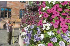  ?? FOTO: IRIS MAURER ?? Frank Göbel benutzt eine Gießlanze, um die Blumen vor dem Saarbrücke­r Rathaus mit Wasser zu versorgen.