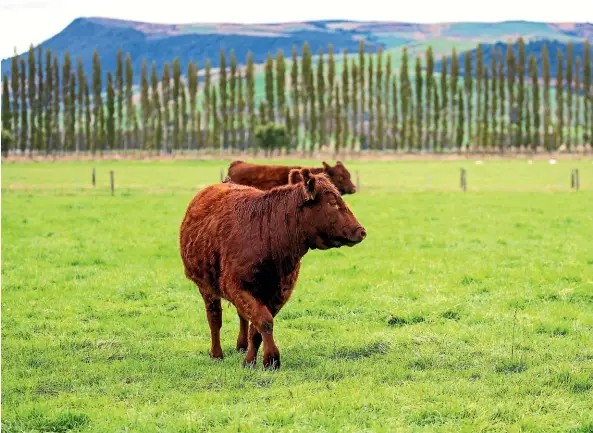  ??  ?? These composite breed heifers are 18 months old and ready for slaughter.