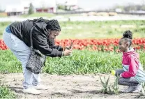  ?? TAMMY LJUNGBLAD Tljungblad@kcstar.com ?? Leann M. of Kansas City, Kansas, photograph­ed her daughter, Morgan, 8, with the tulips on the opening day of the Tulip Festival at The Fun Farm. Leann said it was the third anniversar­y of the death of a family member who was a photograph­er who loved to photograph tulips, so she paid a special visit to the field to remember his passing. (She asked not to include her last name)