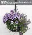  ??  ?? TONAL For an elegant display, plant with petunia, lobelia and ivy