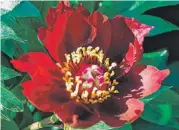  ??  ?? Peony “Lafayette Escadrille”: This Intersecti­onal has smaller, deep-red blossoms. The plant is a vigorous grower and blooms in mid-season. In the north, peonies can take full sun to partial shade but appreciate light shade from midday sun. Bred by Roy...