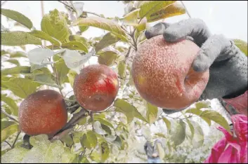  ?? Elaine Thompson The Associated Press ?? A Cosmic Crisp apple, partially coated with a white kaolin clay to protect it from sunburn, is picked at an orchard Tuesday in Wapato, Wash. The new variety is the first bred in Washington state and will be available in stores beginning Dec. 1.