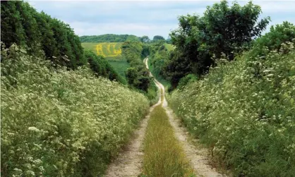  ?? Photograph: David Woodfall/Alamy ?? Stop the flailing of our hedgerows and let what is there already grow, says Alec Owen.