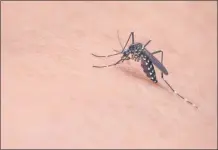  ?? A mosquito sitting on skin ??