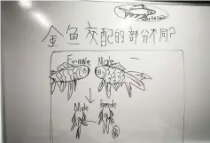  ??  ?? Yuan Yuan’s detailed diagram showing how to differenti­ate between male and female goldfish.