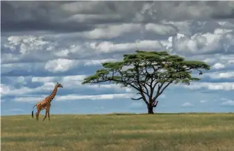  ??  ?? Umbrella thorn acacias alert others to giraffe attack so they can take preemptive action