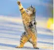  ?? FOTO: IMAGO IMAGES ?? Seltene Aufnahme einer Katze, die in Abwesenhei­t ihrer Besitzer zur Spotify-Playlist tanzt.