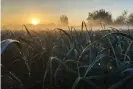  ?? Photograph: Daan Roosegaard­e/Handout ?? The field of leeks by day.