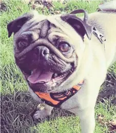 ??  ?? Doug the pug pictured at Balgay Park. Dug is owned by Kirsty Reilly, from Dundee.