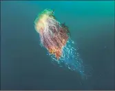  ??  ?? DISCOVERY: Lion’s mane jellyfish in the island’s Village Bay.