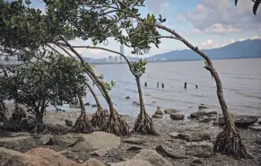  ??  ?? The waterways that helped drain cities like Guangzhou have been paved over. Shenzhen’s mangrove forests provide protection for the coast during storms, but 70 percent have been cut down.